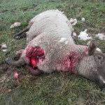 potrhaná ovce (1)